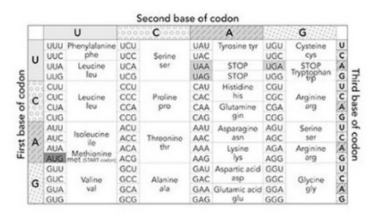 Genetic code codon table showing mRNA codons and corresponding amino acids