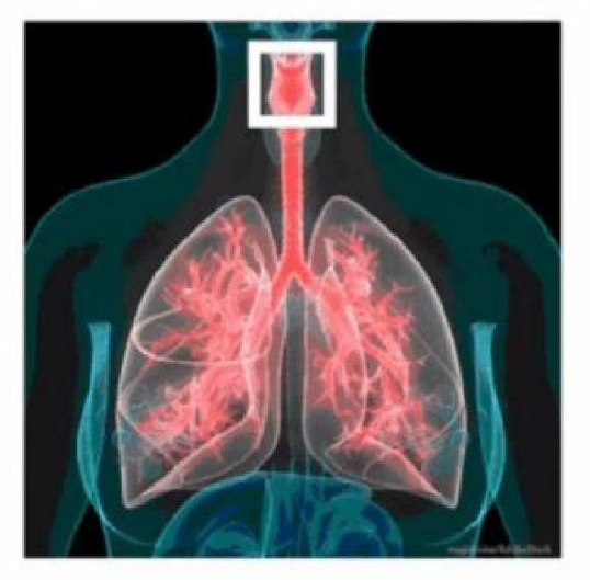 An anatomical diagram of the respiratory system with the larynx/pharynx region highlighted inside a white box.